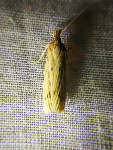 Calamotropha paludella - barna nádlevélmoly