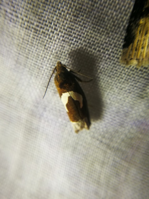 Epiblema foenella - kampósfoltú tükrösmoly