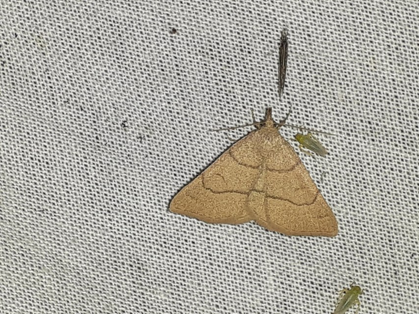 Paracolax tristalis - sárgás karcsúbagoly