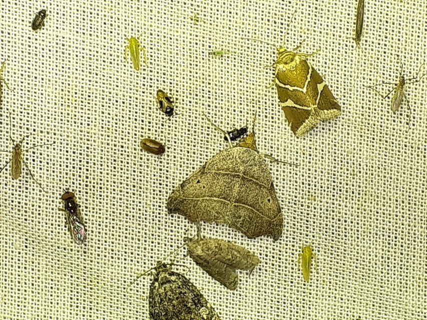 Laspeyria flexula - zuzmóbagoly
