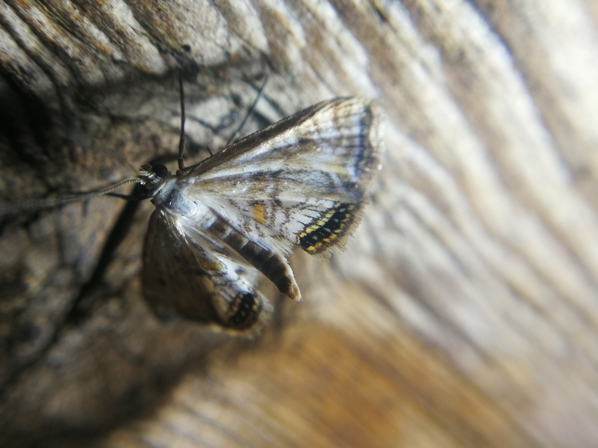 Cataclysta lemnata - békalencsemoly