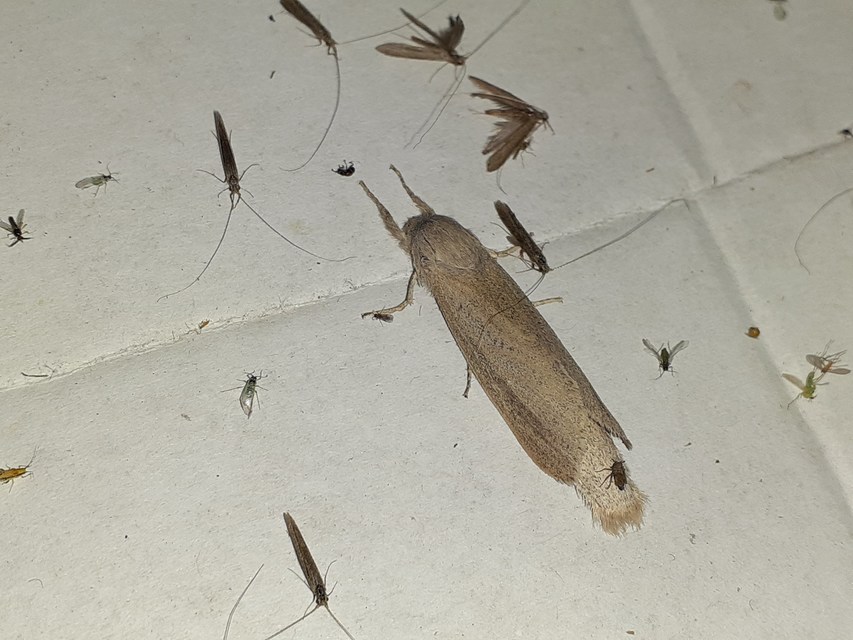 Phragmataecia castaneae - nádfúrólepke