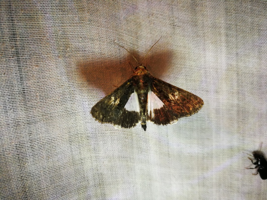 Anophia leucomelas - déli folyófűbagoly