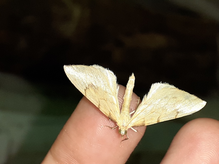 Eulithis pyraliata - sárga galajaraszoló