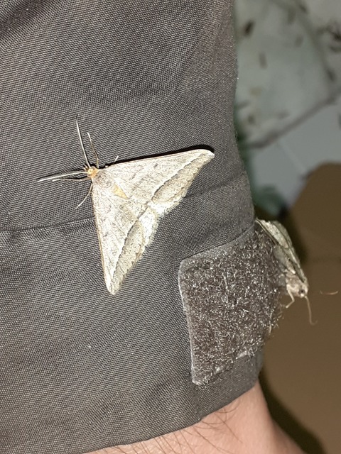 Tephrina arenacearia - lucerna-araszoló