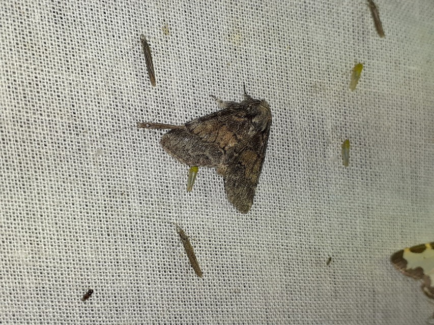 Gluphisia crenata - kormos púposszövő
