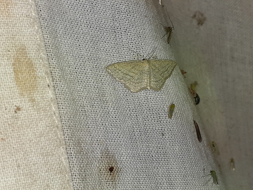 Scopula virgulata - vesszős sávosaraszoló