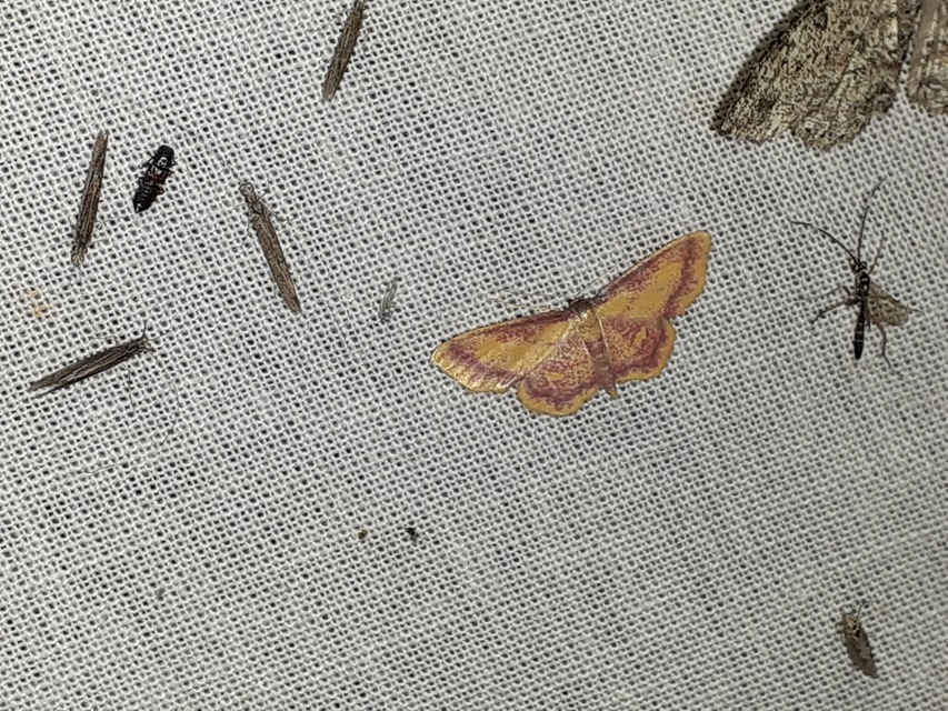 Idaea muricata - mocsári pirosaraszoló