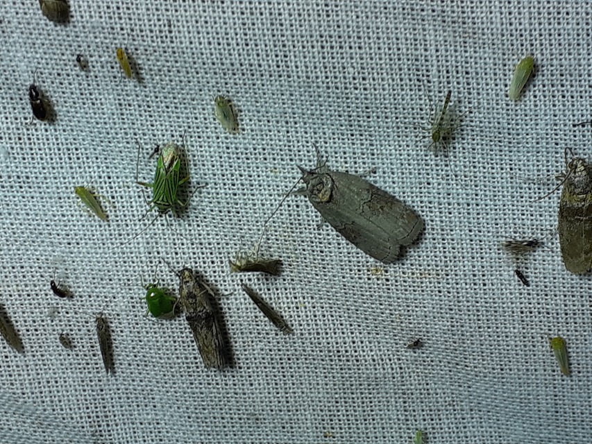 Nycteola asiatica - nyárfa-trapézbagoly