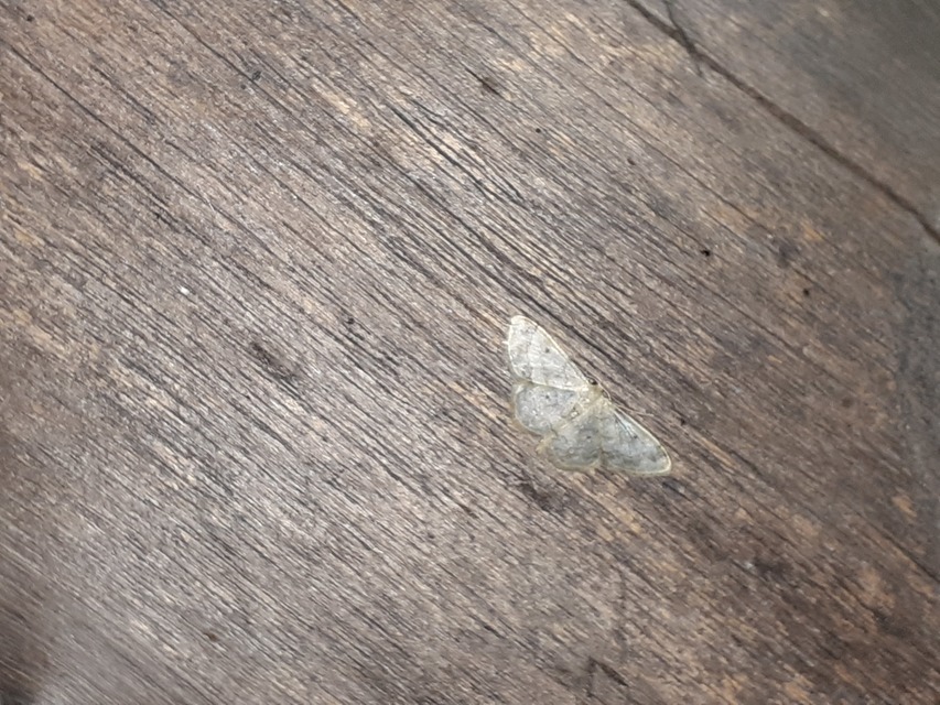 Idaea biselata - mocsári sávosaraszoló