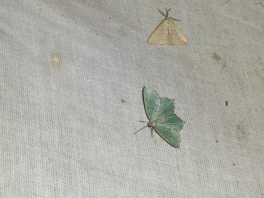 Hemithea aestivaria - nyír-zöldaraszoló