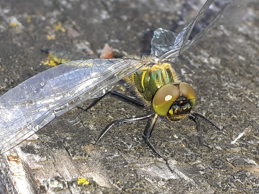 Somatochlora flavomaculata - sárgafoltos smaragdszitakötő
