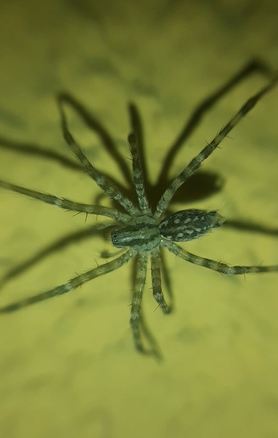 Tegenaria