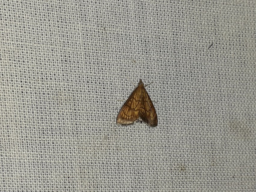 Ecpyrrhorrhoe rubiginalis - rozsdavörös tűzmoly
