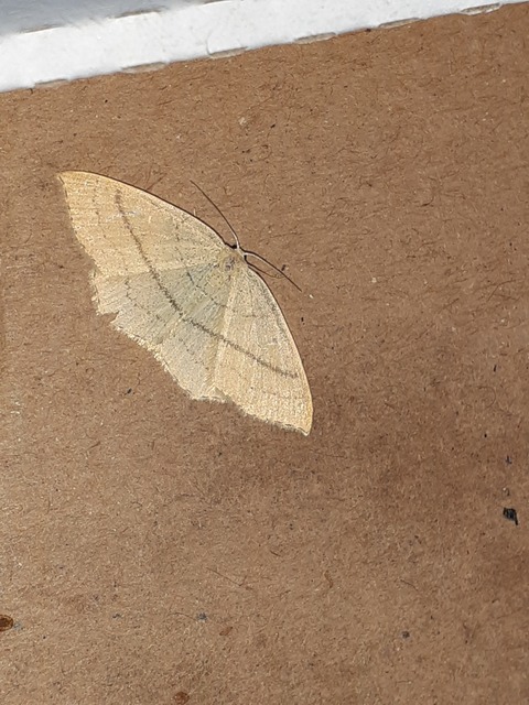 Cyclophora linearia - vonalas pettyesaraszoló