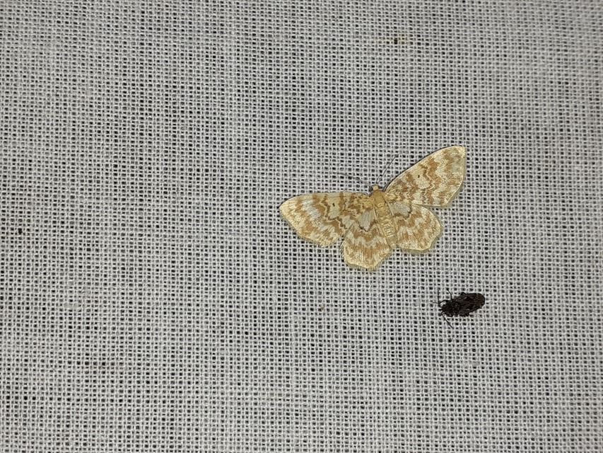 Hydrelia flammeolaria - narancssárga araszoló