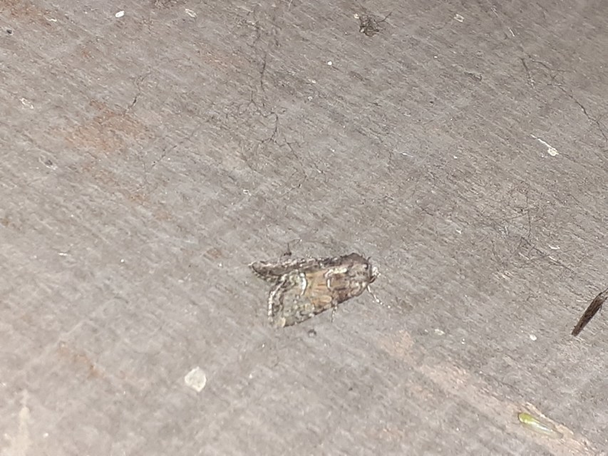 Oligia strigilis/latruncula/versicolor