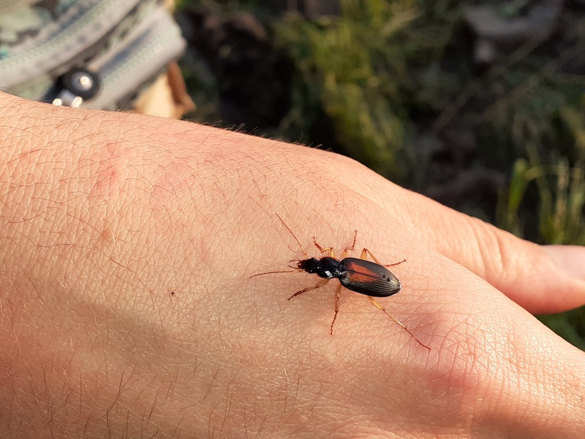 Dolichus halensis - hantfutó