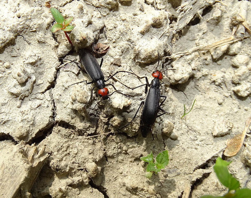 Epicauta rufidorsum - hollóbogár