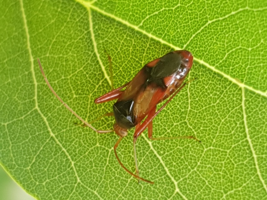 Megacoelum