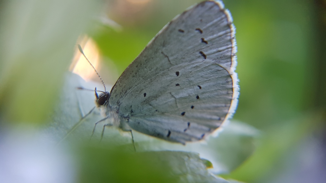 Celastrina argiolus - bengeboglárka