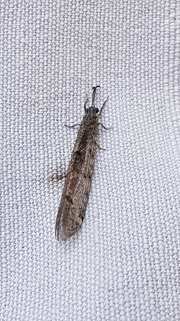 Distoleon tetragrammicus - négyfoltos hangyaleső