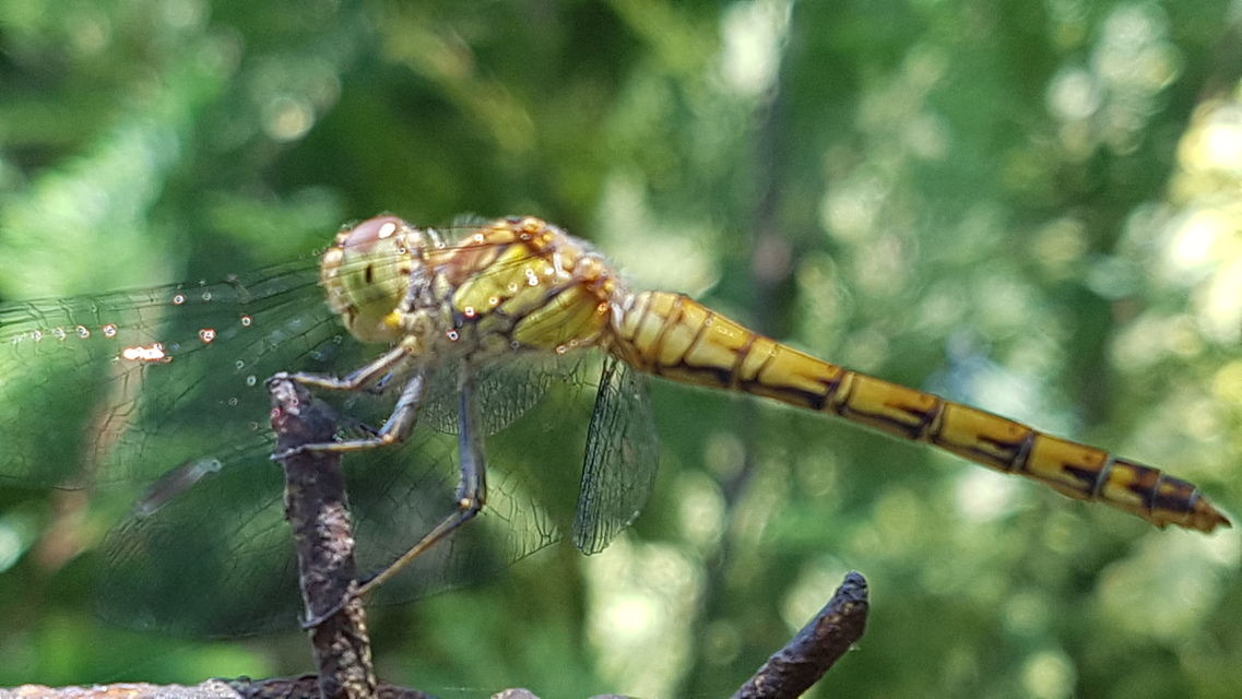 Sympetrum striolatum - harántsávos katona-szitakötő
