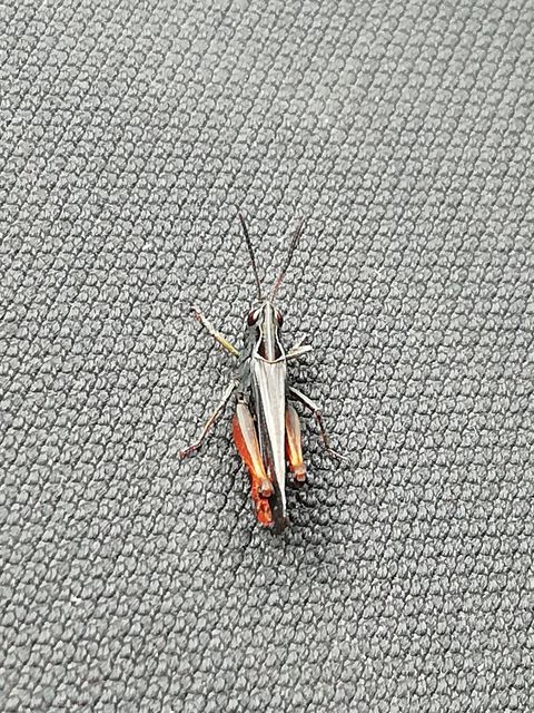 Omocestus rufipes - vöröshasú tarlósáska