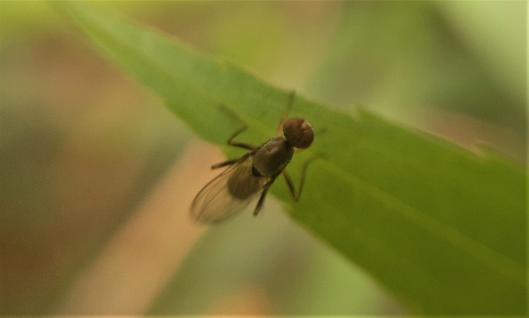 Sepsidae - billegetőlégyfélék