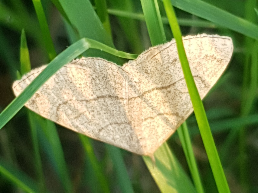 Paracolax tristalis - sárgás karcsúbagoly