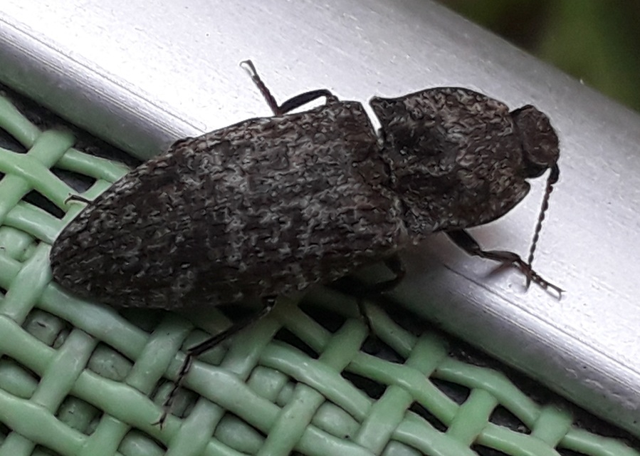 Agrypnus murinus - egérszínű pikkelyespattanó