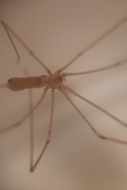 Pholcus phalangioides - nagy álkaszáspók