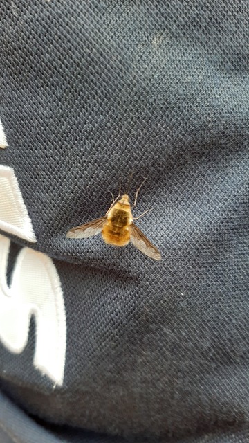 Bombylius major - szegélyes pöszörlégy