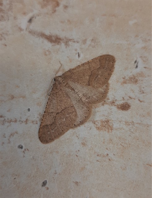 Agriopis marginaria - sárgás téliaraszoló