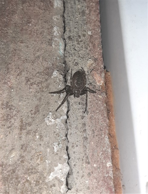Nuctenea umbratica - közönséges rés-keresztespók