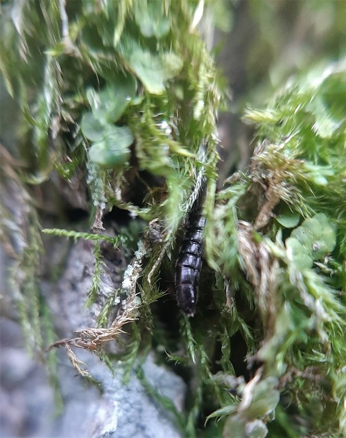 Xantholinus Xantholinus
