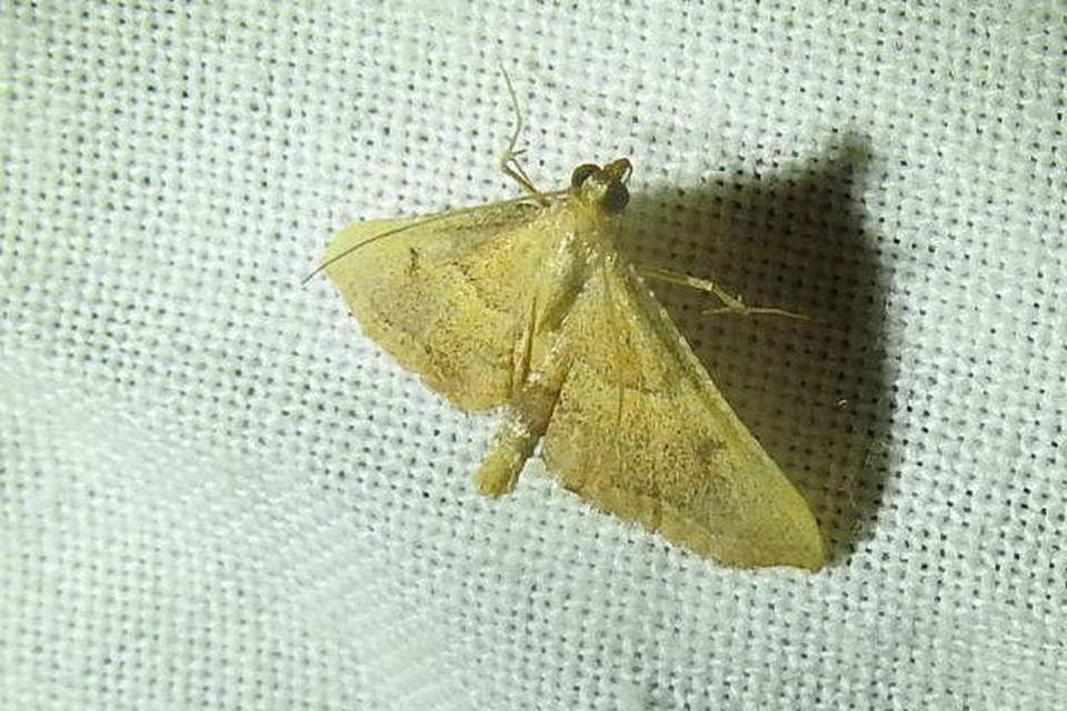 Endotricha flammealis - tüzesszárnyú fényilonca