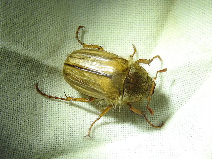 Amphimallon solstitiale - bordás sárgacserebogár