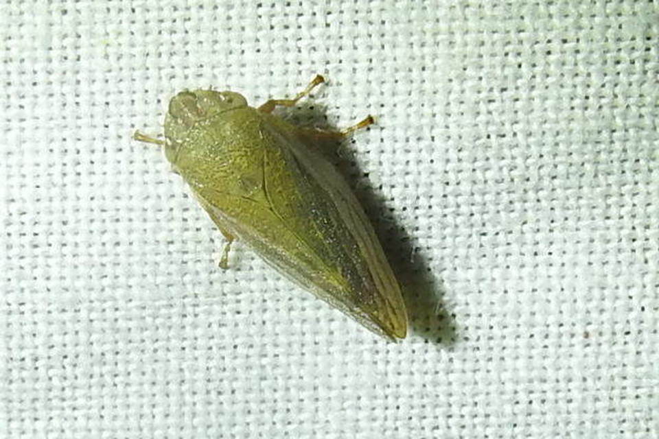 Aphrophora