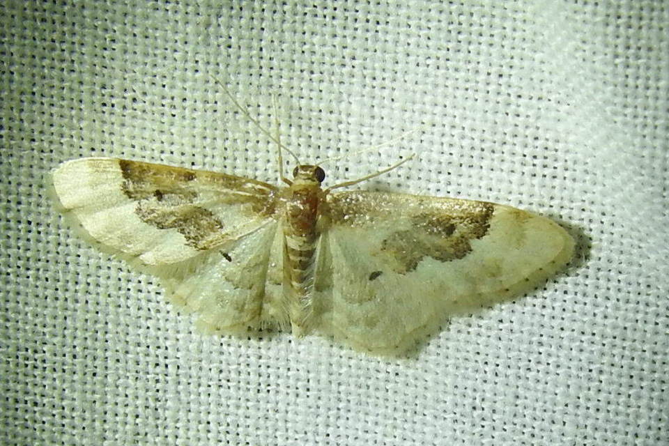 Idaea rusticata - tarka apróaraszoló