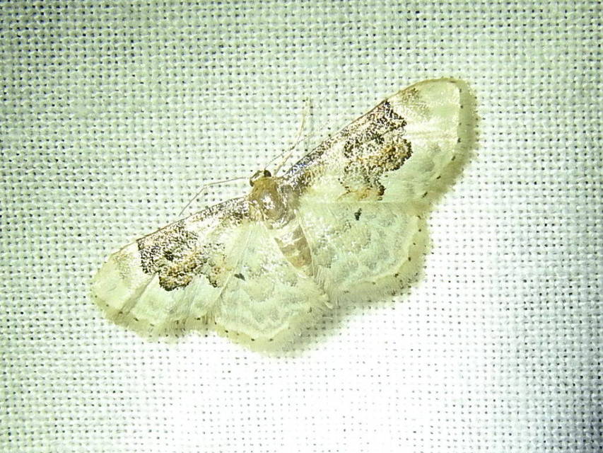 Idaea rusticata - tarka apróaraszoló