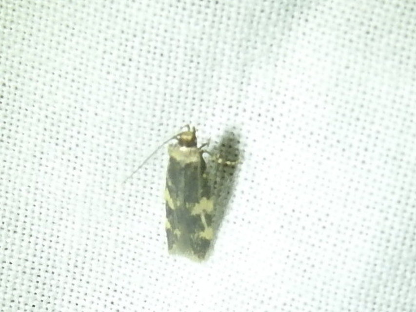 Autostichidae - avarmolyfélék