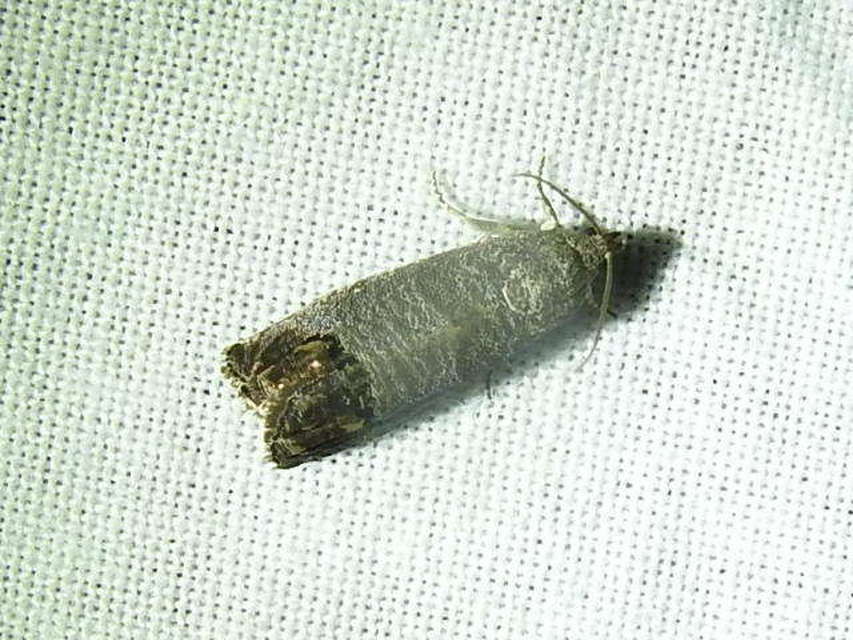 Cydia pomonella - almamoly