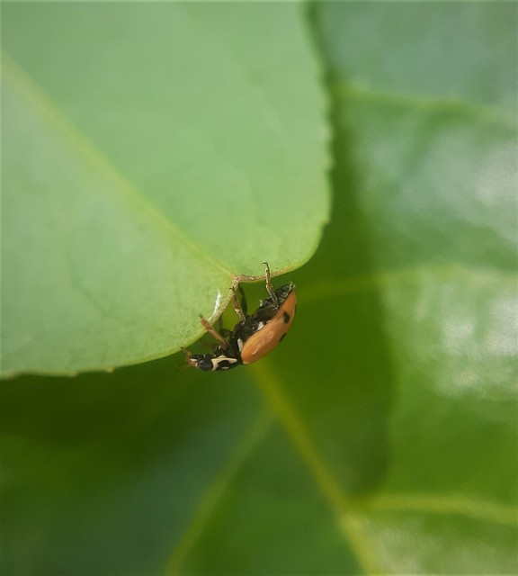 Hippodamia variegata - tizenhárompettyes katica