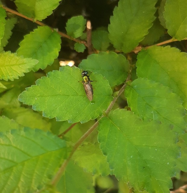 Chloromyia
