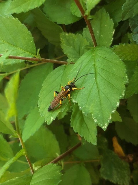 Amblyteles