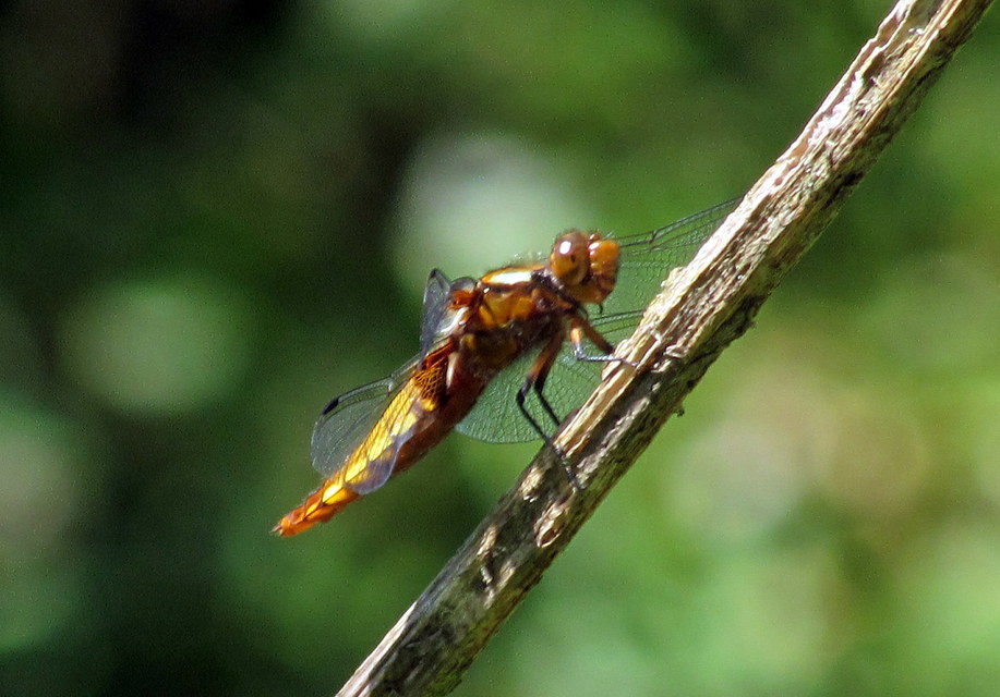 Libellula depressa - széles laposacsa