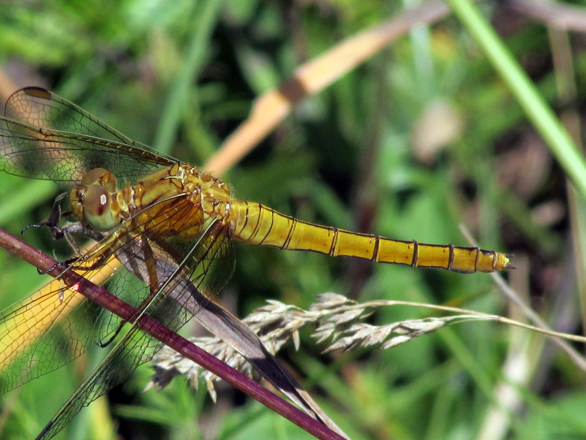Orthetrum coerulescens - karcsú pásztorszitakötő