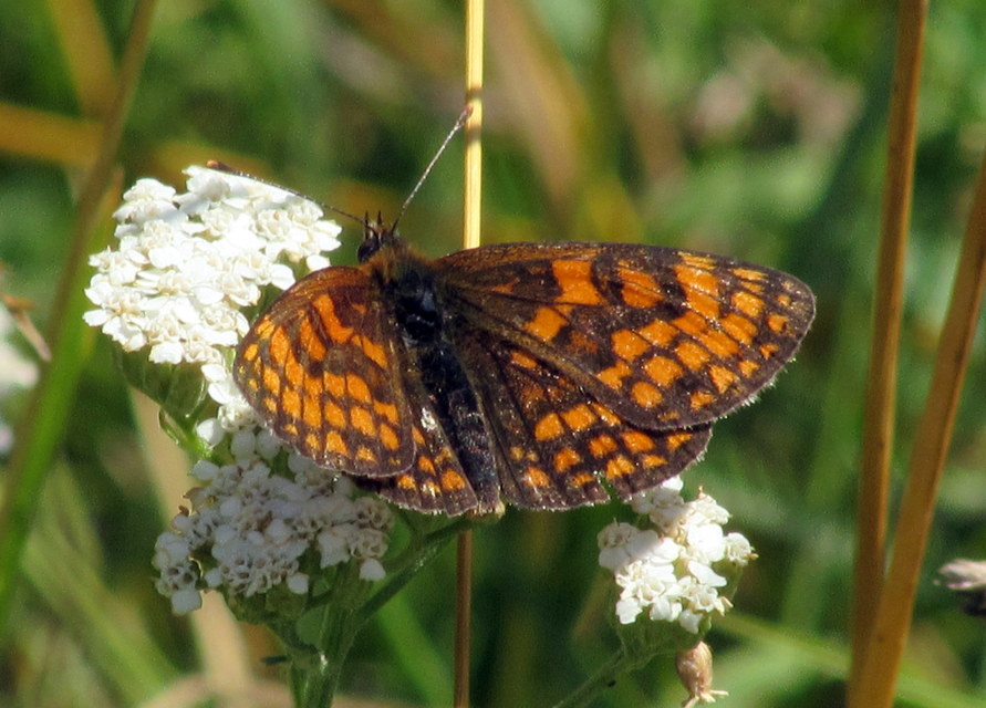 Melitaea athalia - közönséges tarkalepke
