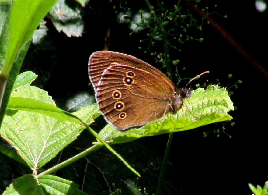 Aphantopus hyperanthus - közönséges ökörszemlepke